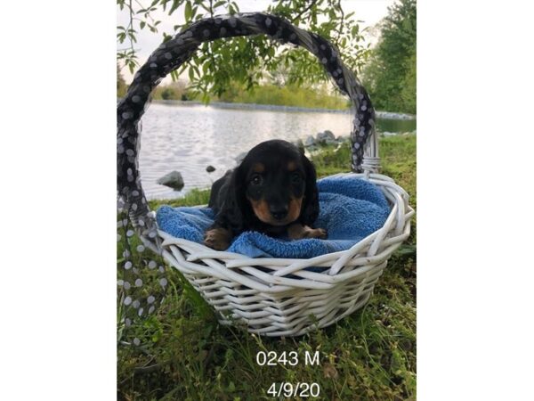 Dachshund-DOG-Male-Black / Tan-10957-Petland Henderson, Nevada