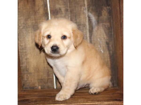 Australian Shepherd/Golden Retriever-DOG-Male-Golden-10960-Petland Henderson, Nevada