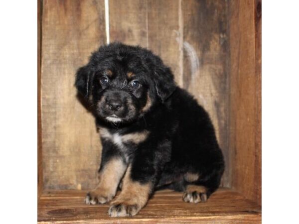 Australian Shepherd/Golden Retriever DOG Male Black / Tan 10961 Petland Henderson, Nevada