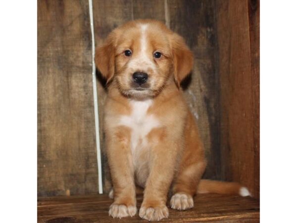 Australian Shepherd/Golden Retriever-DOG-Male-Golden-10962-Petland Henderson, Nevada