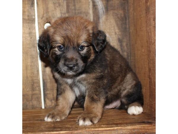 Australian Shepherd/Golden Retriever DOG Female Sable 10963 Petland Henderson, Nevada