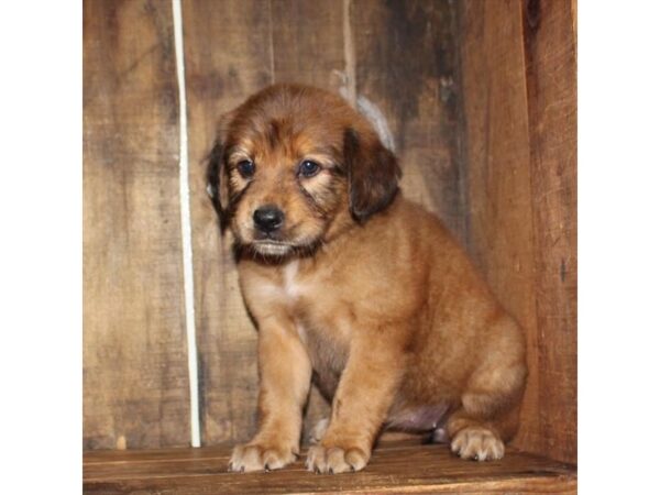 Australian Shepherd/Golden Retriever-DOG-Female-Sable-10964-Petland Henderson, Nevada