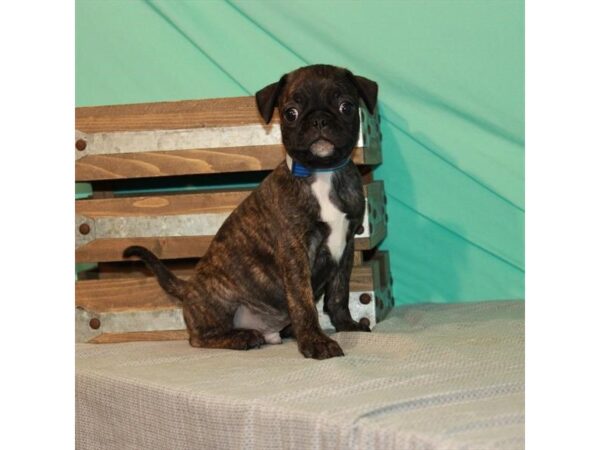 Bugg DOG Male Brindle 10971 Petland Henderson, Nevada