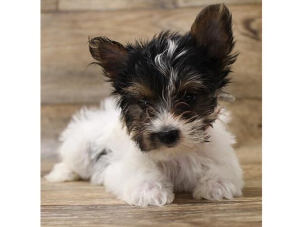 Yorkshire Terrier DOG Male Black White / Tan 10969 Petland Henderson, Nevada