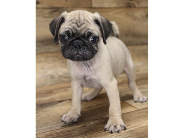 Pug DOG Male Fawn 10967 Petland Henderson, Nevada