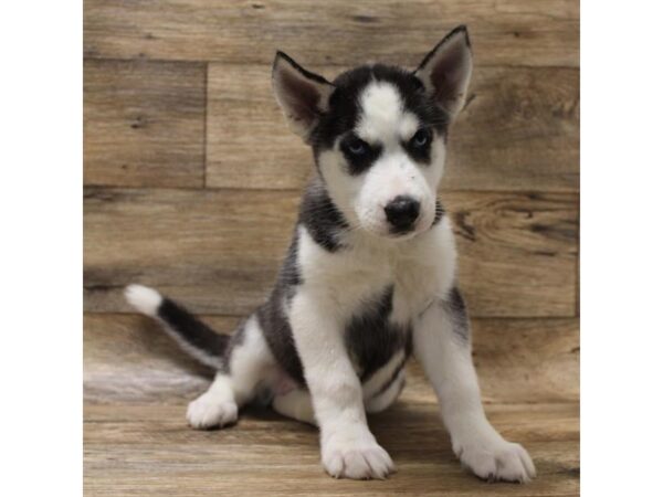 Siberian Husky DOG Female Black / White 10968 Petland Henderson, Nevada