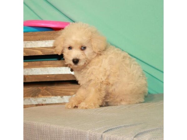 Schnoodle DOG Female Cream 10970 Petland Henderson, Nevada