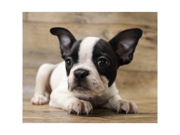 Boston Terrier DOG Female White / Black 10965 Petland Henderson, Nevada