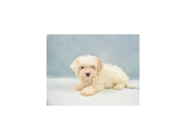 Havanese DOG Female White 10976 Petland Henderson, Nevada