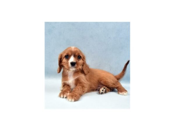 Cavalier King Charles Spaniel DOG Male Ruby 10973 Petland Henderson, Nevada