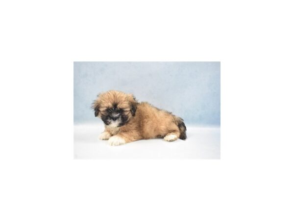 Lhasa Apso-DOG-Male-Golden-10977-Petland Henderson, Nevada