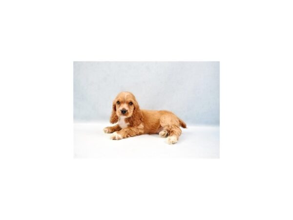 Cocker Spaniel-DOG-Male-Golden-10974-Petland Henderson, Nevada