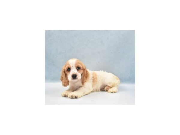 Cocker Spaniel DOG Male Buff and White 10975 Petland Henderson, Nevada