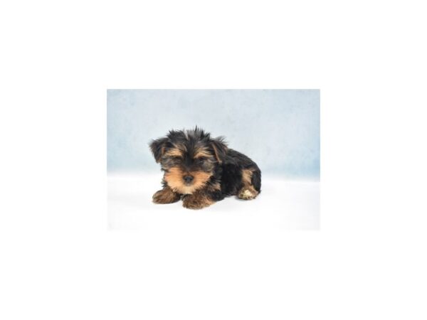 Yorkshire Terrier DOG Male Black and Gold 10979 Petland Henderson, Nevada