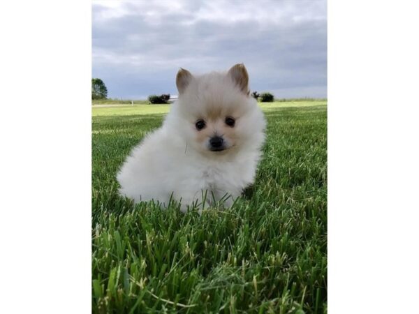 Pomeranian DOG Male Cream 10980 Petland Henderson, Nevada