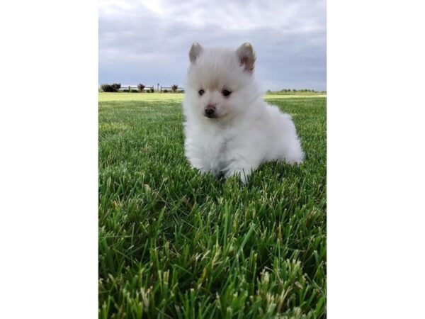 Pomeranian DOG Male Cream 10981 Petland Henderson, Nevada