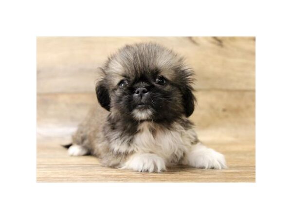 Pekingese DOG Male Gray Sable 10985 Petland Henderson, Nevada