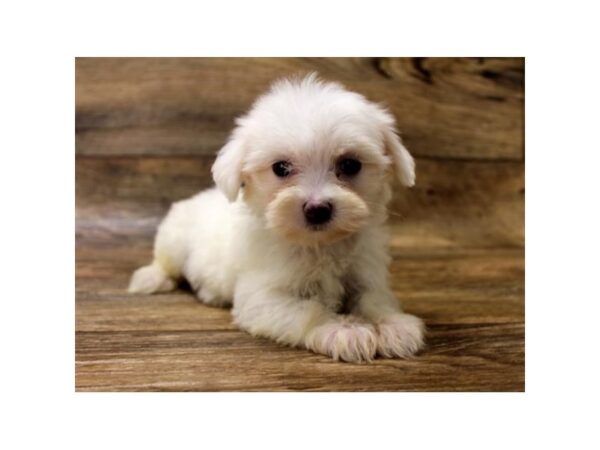 Maltese DOG Male White 10983 Petland Henderson, Nevada