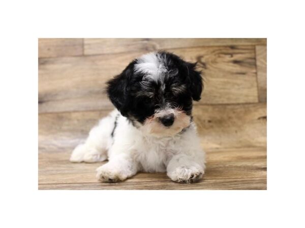 Papillon/Maltese DOG Male Black / White 10987 Petland Henderson, Nevada