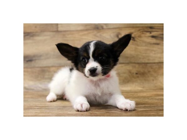 Papillon DOG Female White Black / Tan 10984 Petland Henderson, Nevada