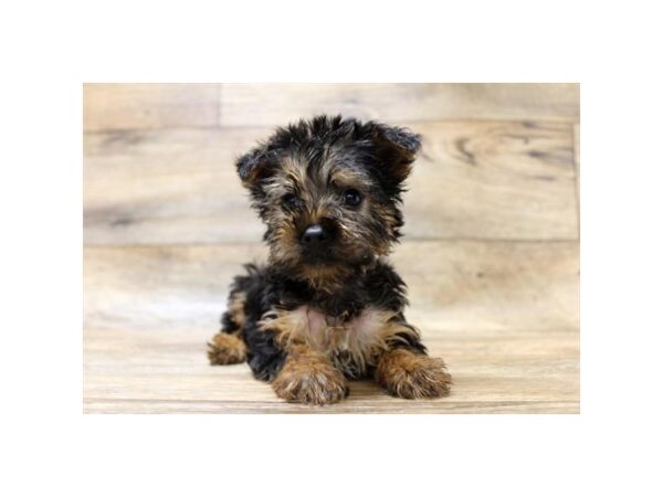 Yorkshire Terrier DOG Female Black / Tan 10986 Petland Henderson, Nevada