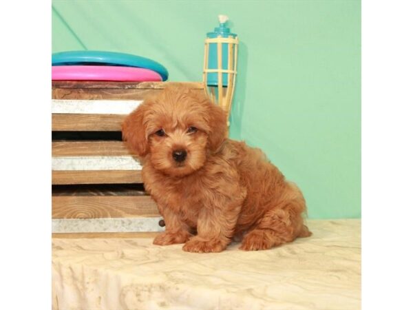 Poodle/Yorkie DOG Male Red 10988 Petland Henderson, Nevada