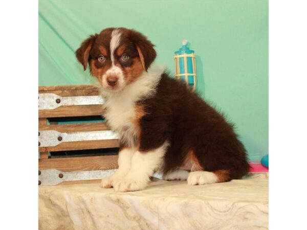 Australian Shepherd DOG Female Chocolate 10982 Petland Henderson, Nevada