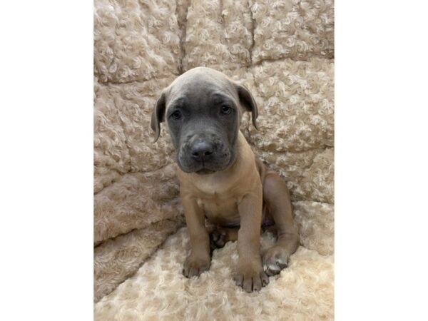 Cane Corso DOG Female Blue Fawn 10990 Petland Henderson, Nevada