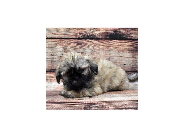 Shih Tzu DOG Male Gold 10995 Petland Henderson, Nevada