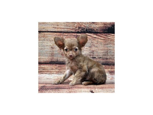 Chihuahua-DOG-Male-Chocolate Sabled Fawn-10993-Petland Henderson, Nevada