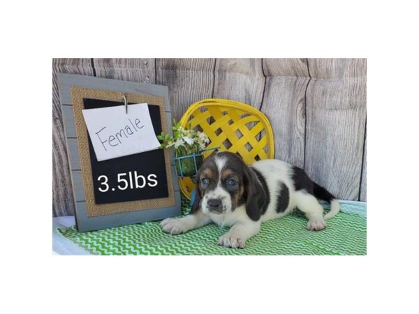 Basset Hound DOG Female Blue White / Tan 10997 Petland Henderson, Nevada