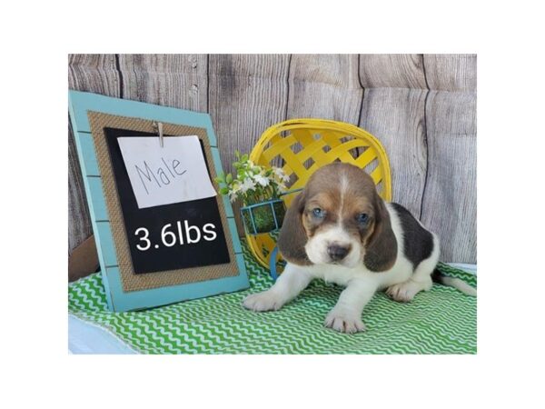 Basset Hound DOG Male Blue White / Tan 10998 Petland Henderson, Nevada