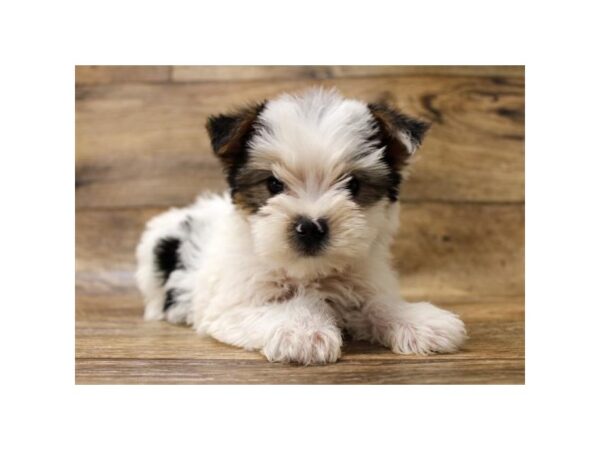 Morkie DOG Male White / Black 11004 Petland Henderson, Nevada