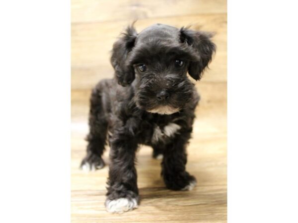 Schnoodle DOG Male Black 11005 Petland Henderson, Nevada