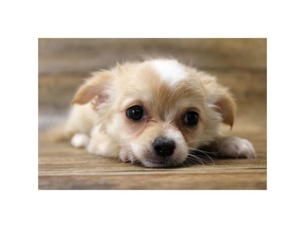 Chihuahua-DOG-Female-Cream-11001-Petland Henderson, Nevada
