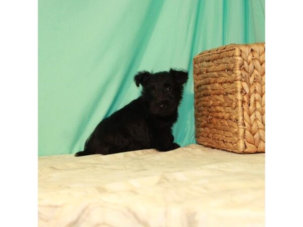 Scottish Terrier DOG Male Black 11002 Petland Henderson, Nevada