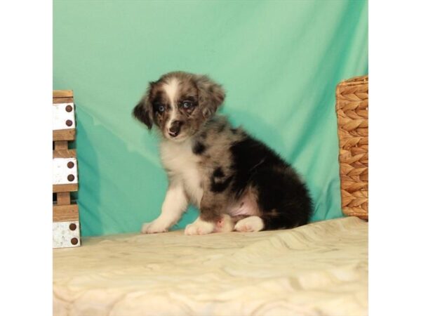 Australian Shepherd DOG Male Blue Merle 11000 Petland Henderson, Nevada