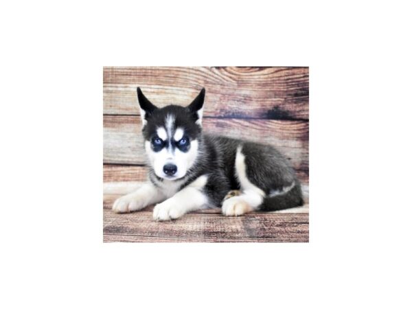 Siberian Husky-DOG-Female-Black and White-11016-Petland Henderson, Nevada