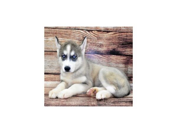 Siberian Husky-DOG-Male-Sable and White-11017-Petland Henderson, Nevada