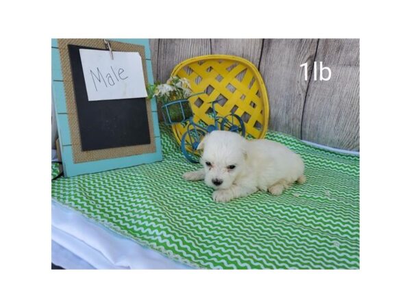 Maltese DOG Male White 11010 Petland Henderson, Nevada