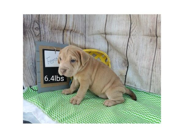 Shar-Pei/Beagle-DOG-Female-Apricot Dilute-11012-Petland Henderson, Nevada