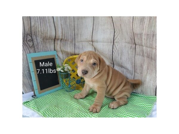 Shar-Pei/Beagle DOG Male Brown 11013 Petland Henderson, Nevada