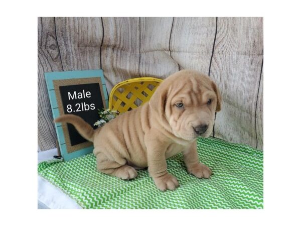 Shar-Pei/Beagle DOG Male Brown 11014 Petland Henderson, Nevada