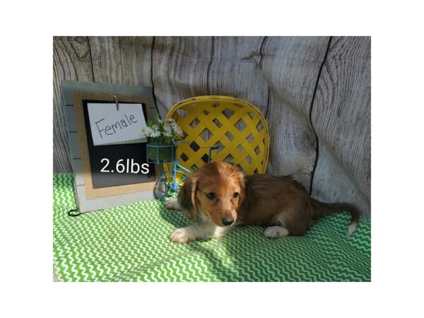 Dachshund-DOG-Female-Red / Cream-11006-Petland Henderson, Nevada