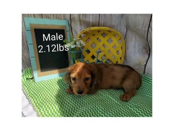 Dachshund DOG Male Red 11007 Petland Henderson, Nevada