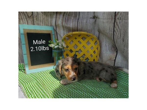 Dachshund DOG Male Blue 11008 Petland Henderson, Nevada