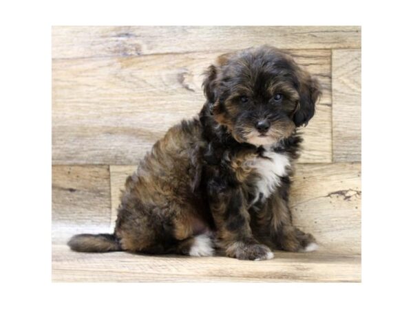 Lhasapoo DOG Male Red Sable 11024 Petland Henderson, Nevada