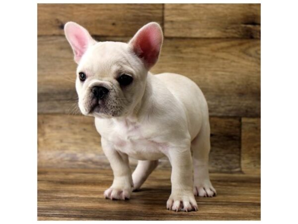 French Bulldog DOG Female Cream 11019 Petland Henderson, Nevada