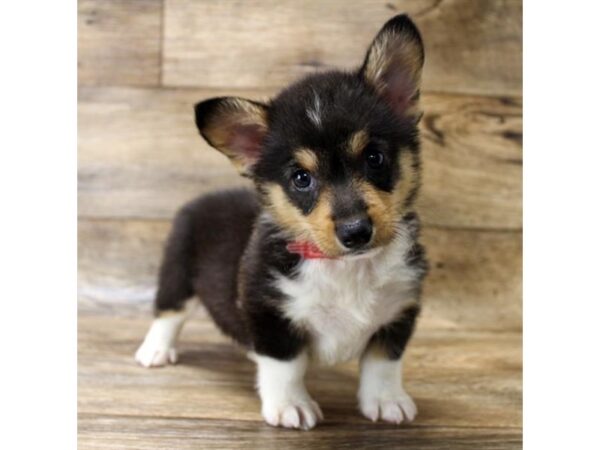 Pembroke Welsh Corgi-DOG-Male-Black / Tan-11021-Petland Henderson, Nevada