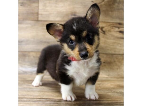 Pembroke Welsh Corgi DOG Male Black / Tan 11021 Petland Henderson, Nevada